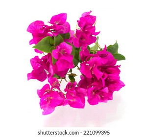 Bougainvillea On White Background Stock Photo 221099395 | Shutterstock