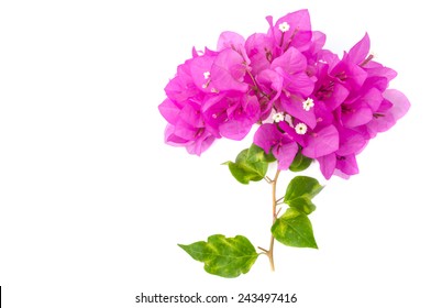 78,679 Bougainvillea background Images, Stock Photos & Vectors ...