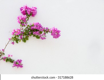 Bougainvillea On White Wall
