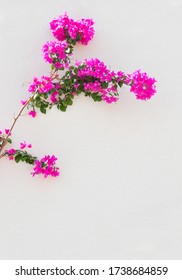 1,427 Bodrum bougainvillea Images, Stock Photos & Vectors | Shutterstock