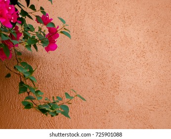 Bougainvillea And Orange Wall