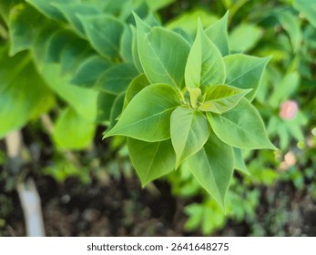 Bougainvillea ornamental vine leaves. Green leaf pattern and background. Fresh green leaf tropical pattern and background.