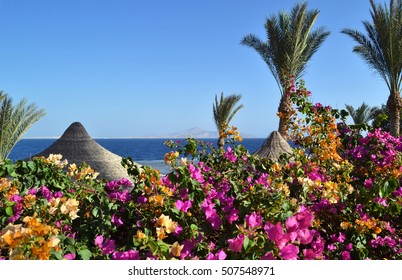 Bougainvillea, palm trees and beach umbrella on Red Sea background.  Sharm el Sheikh, Egypt.