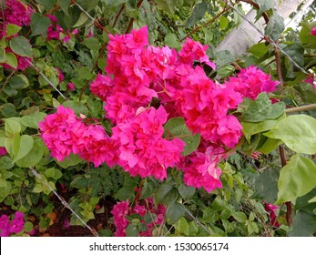 Bougainvillea Perennial Plant Type Semibushes Size Stock Photo ...