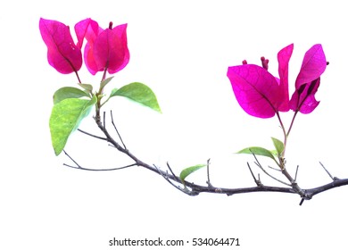 Bougainvillea pink