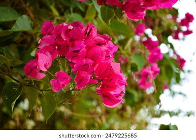 Bougainvillea Pink Flower Close Up - Powered by Shutterstock