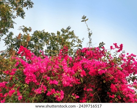 bougainvillea, pink, and magenta bougainvillea flowers, blooming bougainvillea tree with flowers in clear sky as a background 