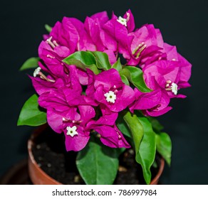 Bougainvillea Pink Ornamental Flowers Paper Flower Stock Photo ...