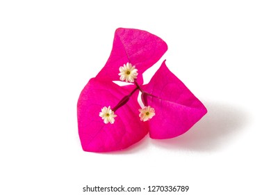Bougainvillea pink shrub flowers cut out on white background