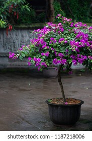 Bougainvillea In A Pot