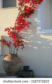 Bougainvillea In A Pot, Greek Islands.