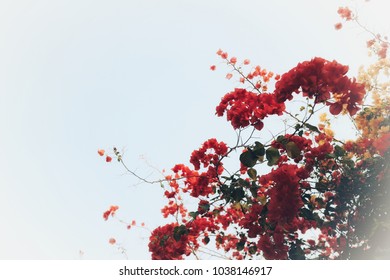 Bougainvillea Red on sky background