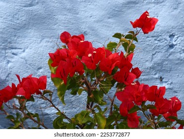 bougainvillea in Simon's Town, Cape Town, South Africa - Shutterstock ID 2253772877