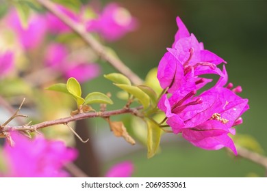 Bougainvillea spectabilis. Close-up of pink flower on defocused background.