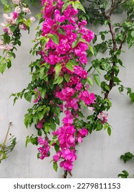 bougainvillea spectabilis flower. Pink bougainvillea hanging on wall. 