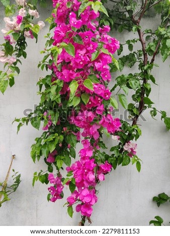 bougainvillea spectabilis flower. Pink bougainvillea hanging on wall. 