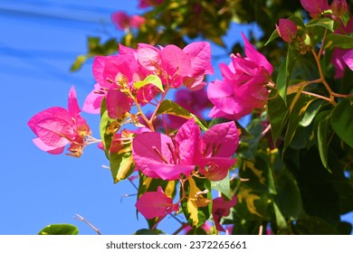 Bougainvillea spectabilis, Bougainvillea glabra,
Bougainvillea, beautiful, nature, garden,