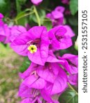 Bougainvillea spectabilis. Purple flowers on the green plan background. Flowers were found on a tree growing in Santiago, Chile