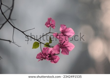 Bougainvillea spectabilis is a species of flowering plant.It is also known as great bougainvillea.