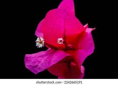 Bougainvillea (Bougainvillea spectabilis) is a thorny ornamental vine or bushes, with an inflorescence consisting or large colourful sepallike bracts which surround small waxy white flowers - Shutterstock ID 2242665191