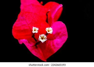 Bougainvillea (Bougainvillea spectabilis) is a thorny ornamental vine or bushes, with an inflorescence consisting or large colourful sepallike bracts which surround small waxy white flowers - Shutterstock ID 2242665193