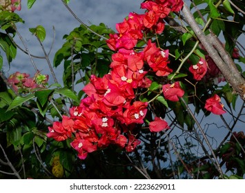 Bougainvillea  A Thorny  Ornamental Vine