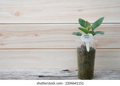 A Bougainvillea Tree Planted In A Small Pot