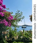 Bougainvillea tree and sea. Burgazada, Sea of Marmara, Istanbul, Turkey.