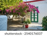 bougainvillea tree in the streets of the island of hydra, greece