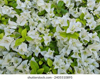 Bougainvillea white flowers background textures, blooming flowers   - Powered by Shutterstock