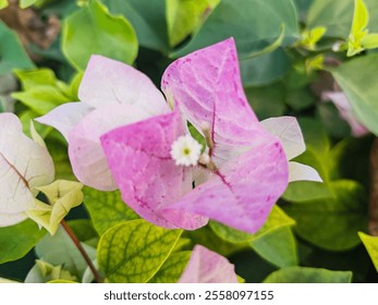 Bougainvillea white flowers plants
Beautiful tulips Bougainvillea white flower  blooming outdoors garden.
White Color Roses flowers or tulips, roses with their green plants leaves.
Bunches of flowers - Powered by Shutterstock