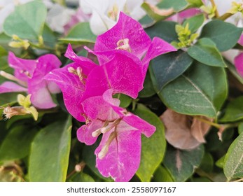 Bougainvillea white flowers plants
Beautiful tulips Bougainvillea white flower  blooming outdoors garden.
White Color Roses flowers or tulips, roses with their green plants leaves.
Bunches of flowers - Powered by Shutterstock