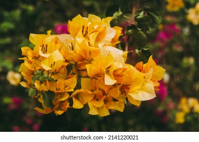 Bougainvillea Yellow Flower Colorful  Ornamental Vining Plant Closeup. High Angle View. Isolated From Green Leaves. Nature Background