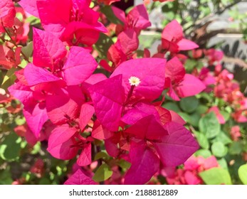 Bougainvilleaa, Genus Of Thorny Ornamental Vines, Bushes, And Trees.