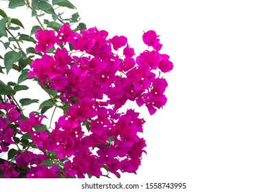 Bougainvilleas Branch Isolated On White Backgroundclipping Stock Photo ...