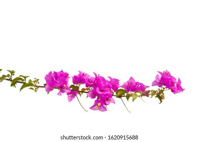 Bougainvilleas branch isolated on white background. Clipping path. Paper flower .