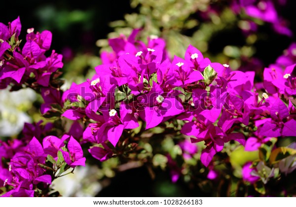 Bougainvilleas Common Flowers Found Philippines They Stock Photo Edit Now 1028266183