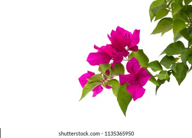 97,992 Bougainvillea flowers Stock Photos, Images & Photography ...