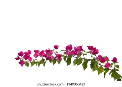 Bougainvilleas isolated on white background.