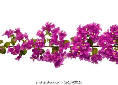 Bougainvilleas Isolated On White Background Paper Stock Photo ...