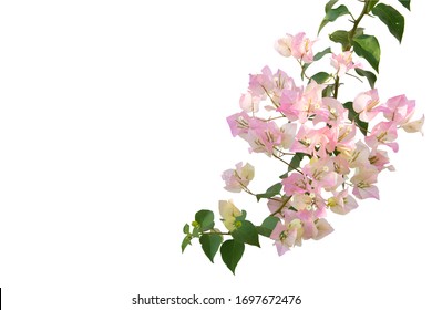 Bougainvillea Flower Images, Stock Photos & Vectors | Shutterstock