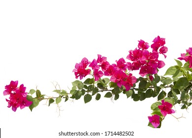 Bougainvilleas isolated on white background. Save with Clipping path .