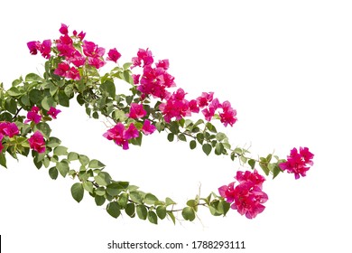 Bougainvilleas Isolated On White Background Paper Stock Photo ...