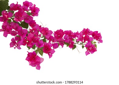 18,909 Bougainvillea isolated Images, Stock Photos & Vectors | Shutterstock