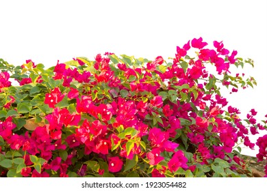 Bougainvilleas isolated on white background. Save with clipping path.