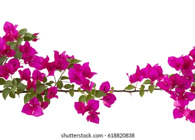 Bougainvilleas Isolated On White Background Stock Photo 618820838 ...