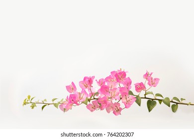 Bougainvilleas on white background. 
