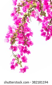 Bougainvilleas or Paper flower treetop against white background
