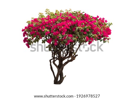 Bougainvilleas tree isolated on white background with clipping path