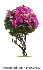 Bougainvillea,Tako trees bending.Isolated tree on white background ,bending trees database Botanical garden organization elements of nature in Thailand, tropical trees isolated used for design. 